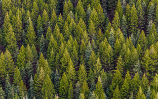 Coniferous Forest