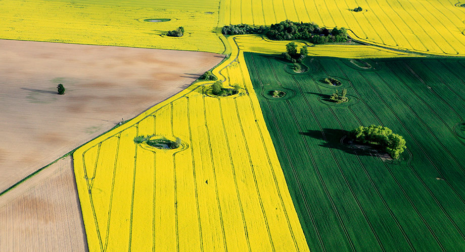 Agriculture Field