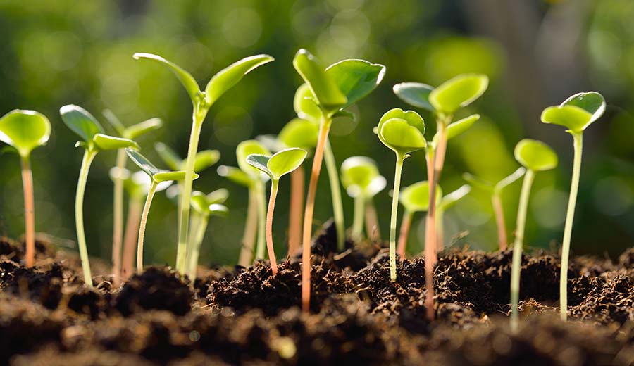 Sprouts