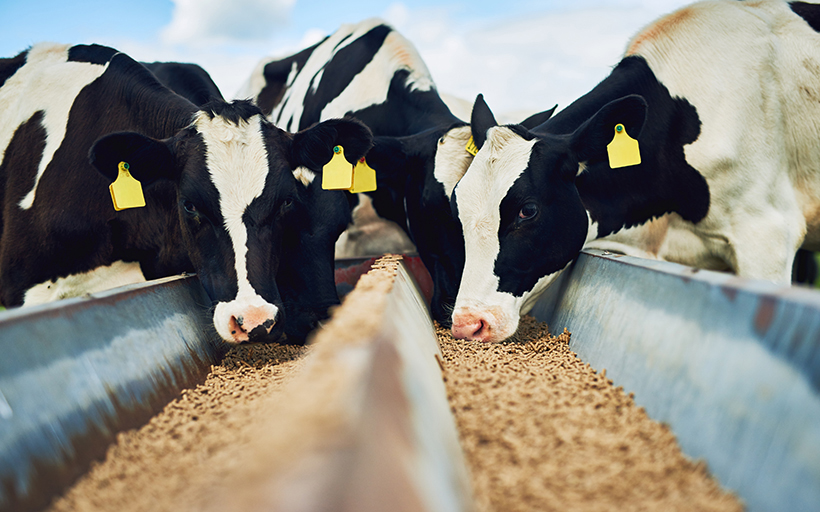 Cattle Feeding