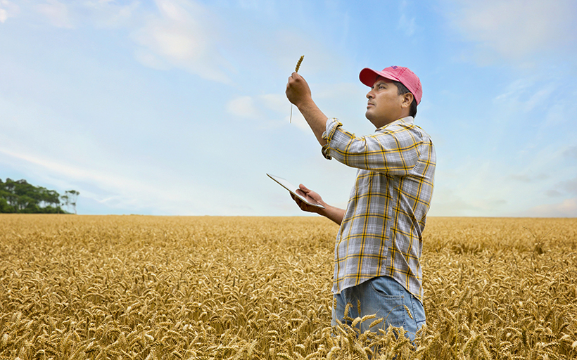 Farmer in a Wheatfield